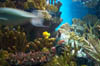 aquariumfish