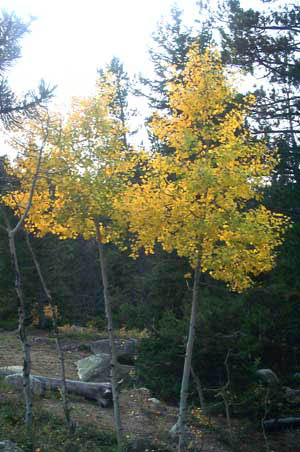 01-Bear Lake Aspens