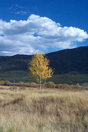 060 Twin Lakes Aspen