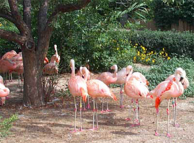 070 Denver Zoo Flamingos