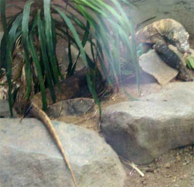 090-Denver Zoo Komodo Dragon