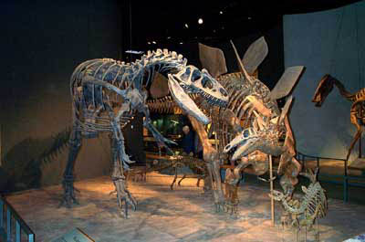 120-Denver Museum Dinosaurs