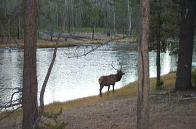 210-Elk by a lake