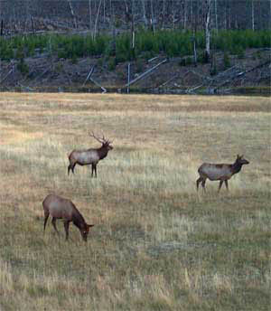 220-Elk in field