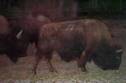 240-Bison walking by