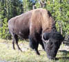 180-Bison by the road