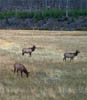 220-Elk in field