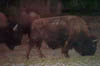 240-Bison walking by